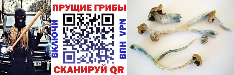 Галлюциногенные грибы мицелий  Катав-Ивановск 